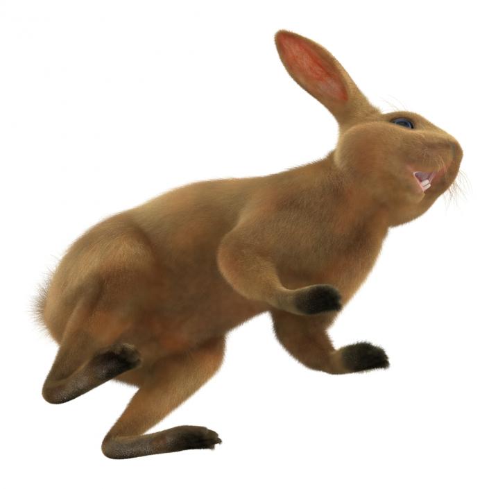 3D model Rabbit