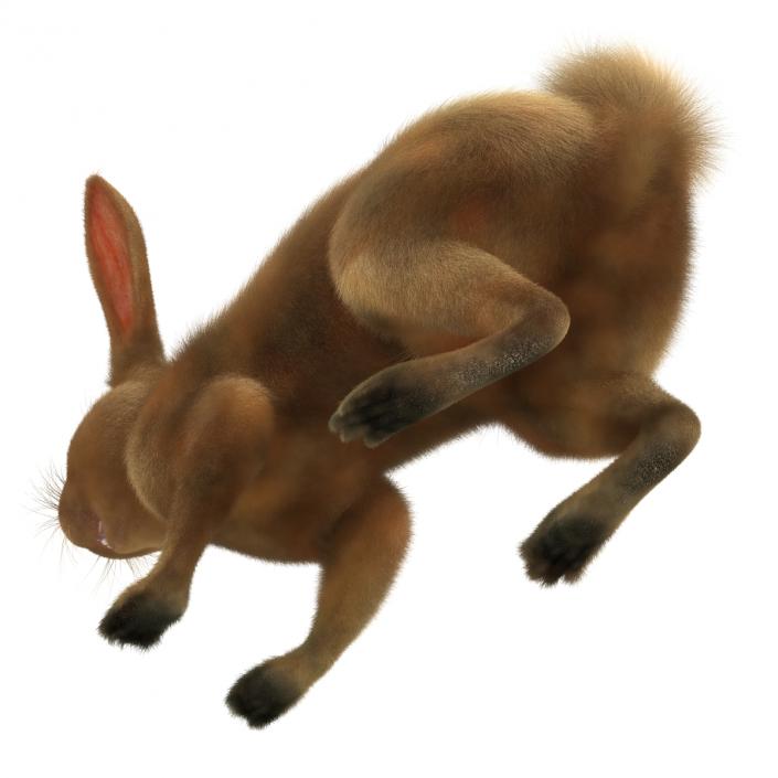 3D model Rabbit