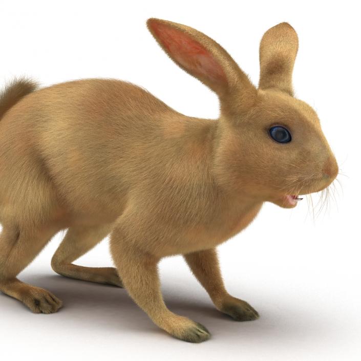 3D model Rabbit