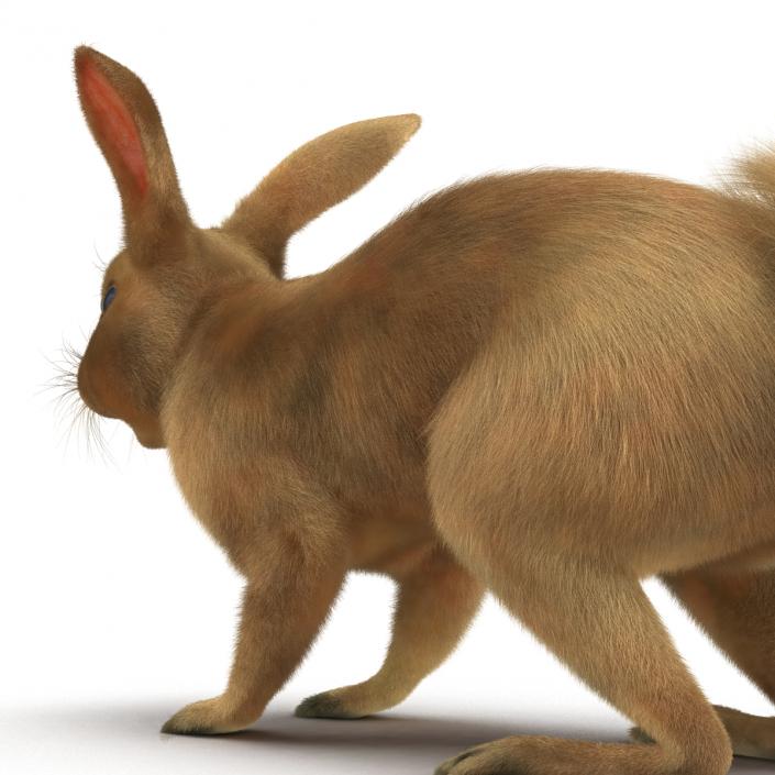 3D model Rabbit