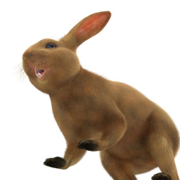 3D model Rabbit