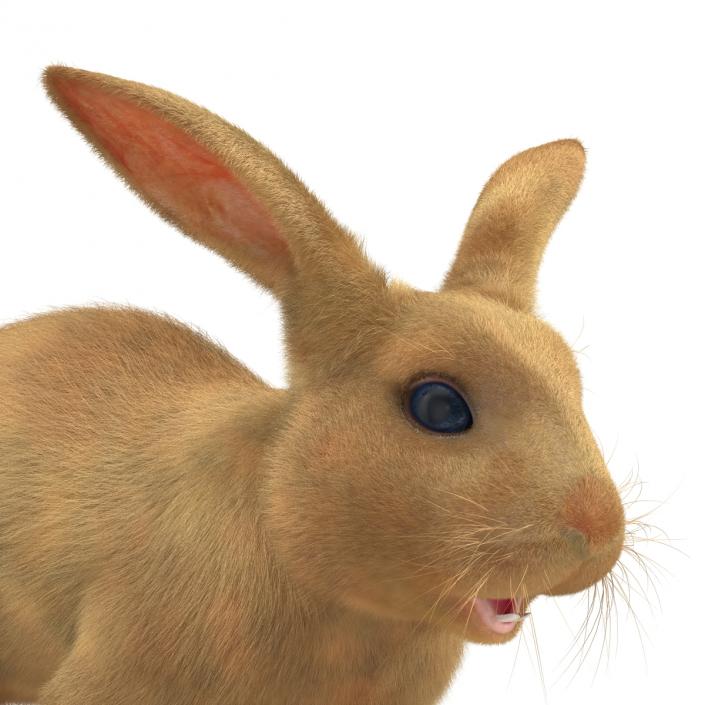 3D model Rabbit