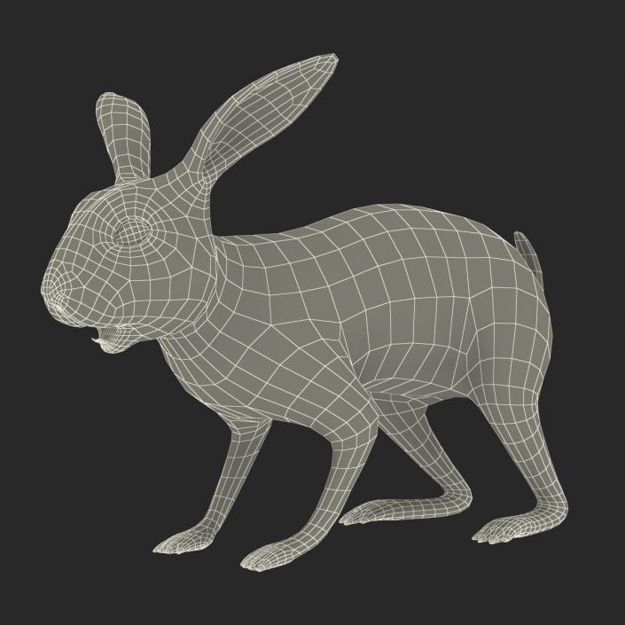 3D model Rabbit