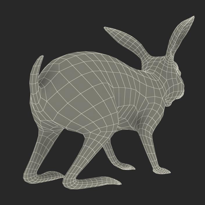 3D model Rabbit