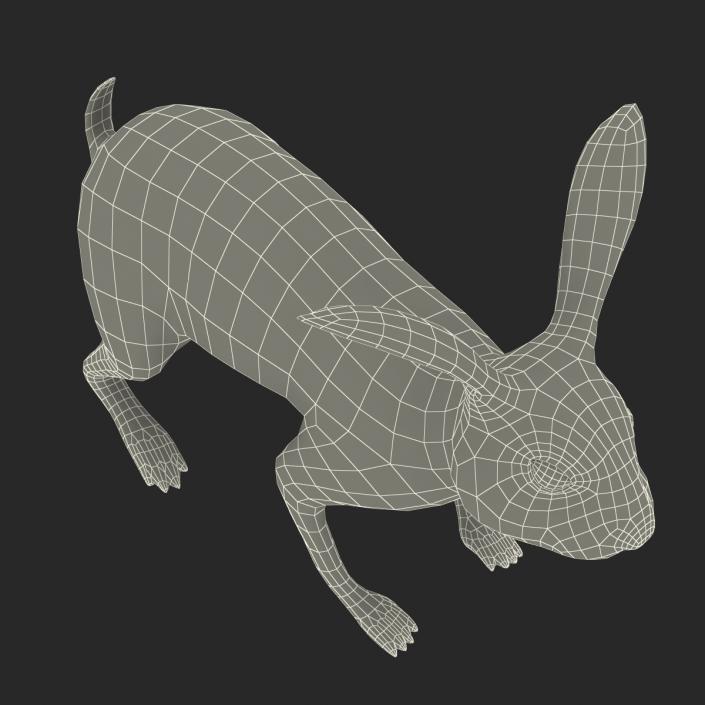 3D model Rabbit