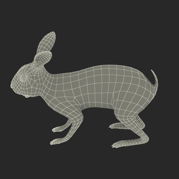 3D model Rabbit