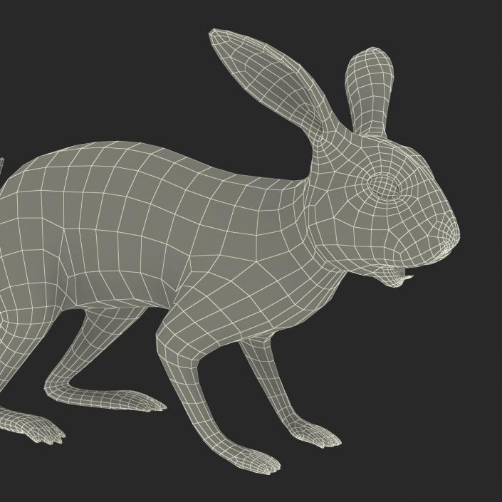 3D model Rabbit