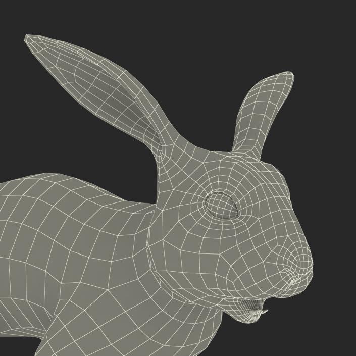 3D model Rabbit