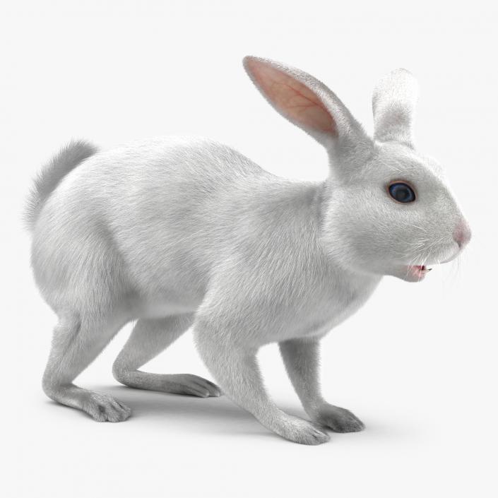 White Rabbit 3D