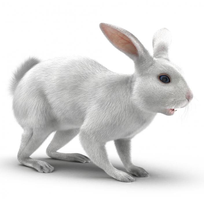 White Rabbit 3D