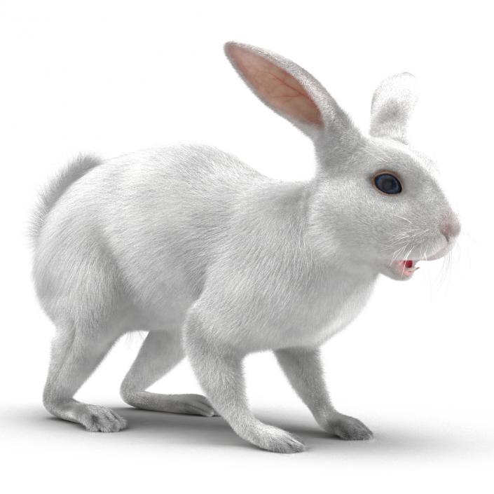 White Rabbit 3D