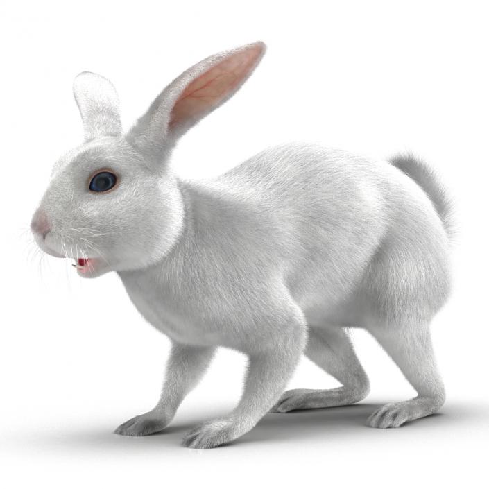 White Rabbit 3D