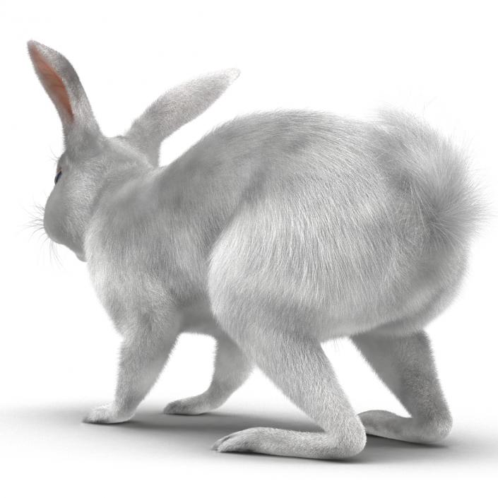 White Rabbit 3D