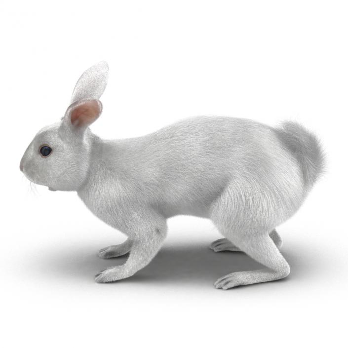 White Rabbit 3D