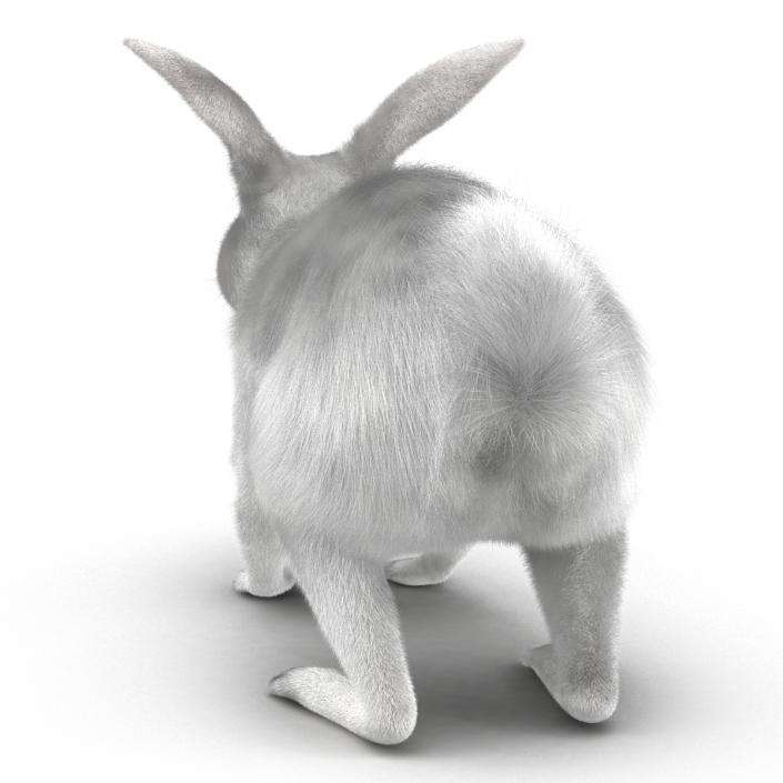 White Rabbit 3D