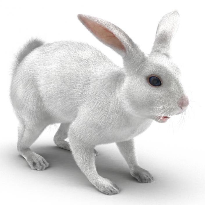 White Rabbit 3D