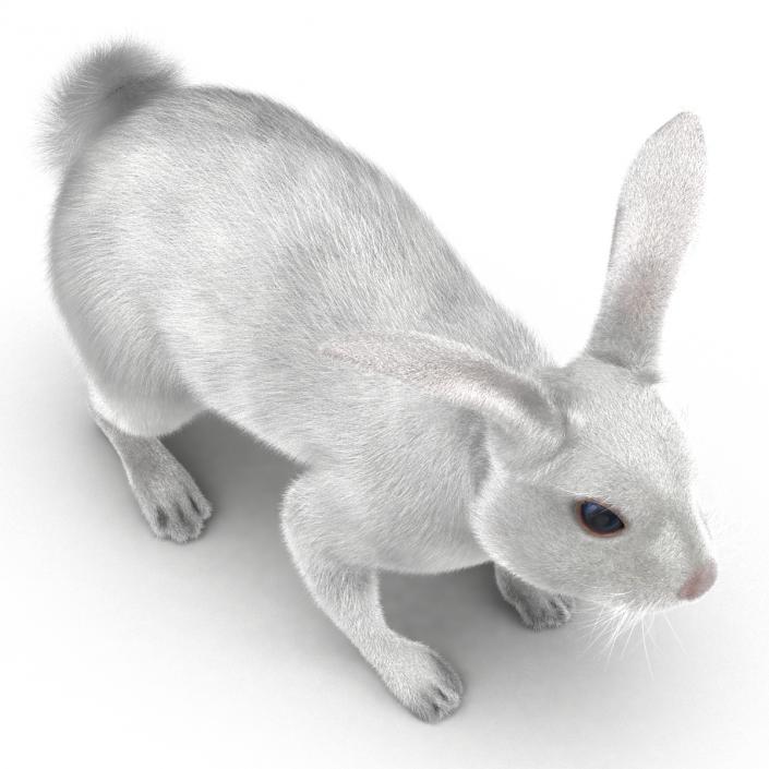 White Rabbit 3D