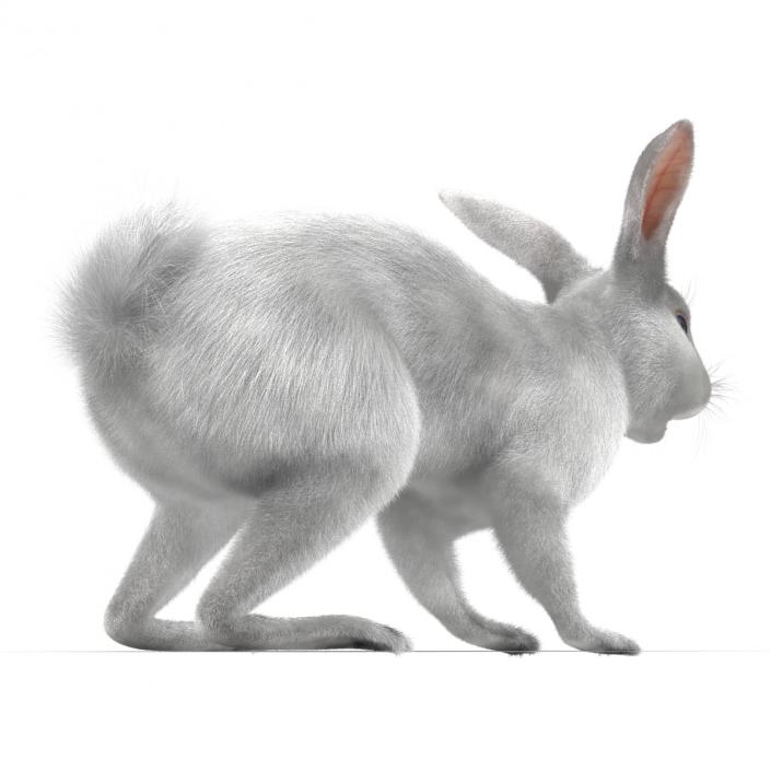 White Rabbit 3D