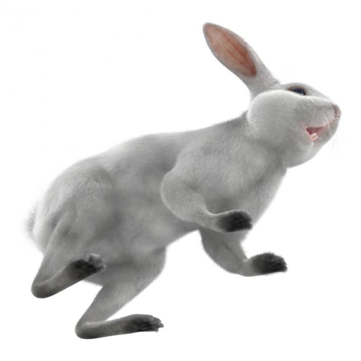 White Rabbit 3D