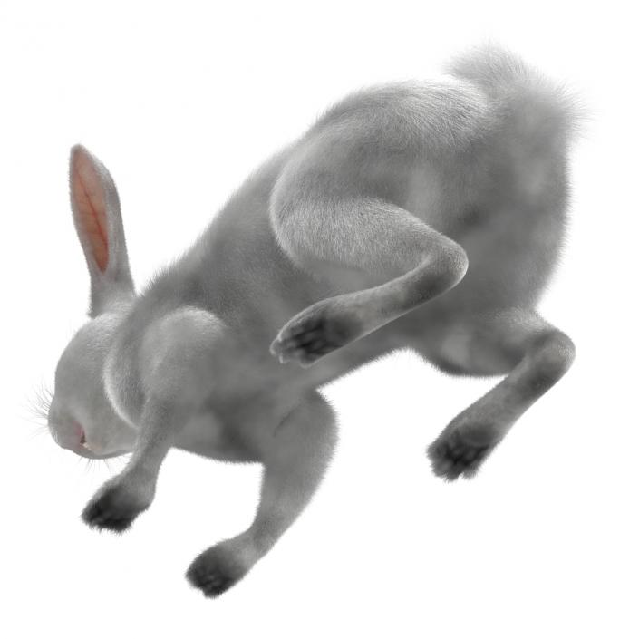 White Rabbit 3D