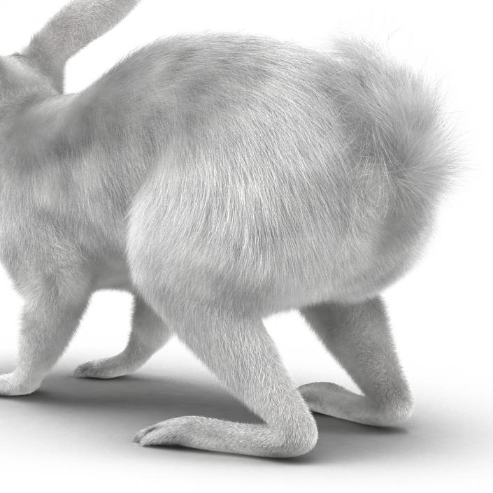 White Rabbit 3D