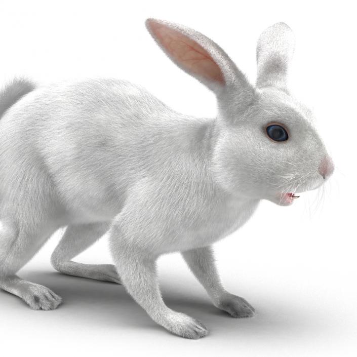 White Rabbit 3D