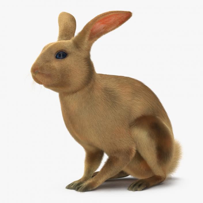 3D Rabbit Pose 3 model