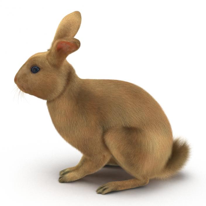 3D Rabbit Pose 3 model