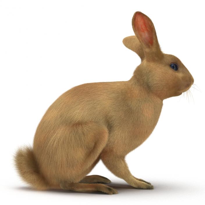 3D Rabbit Pose 3 model