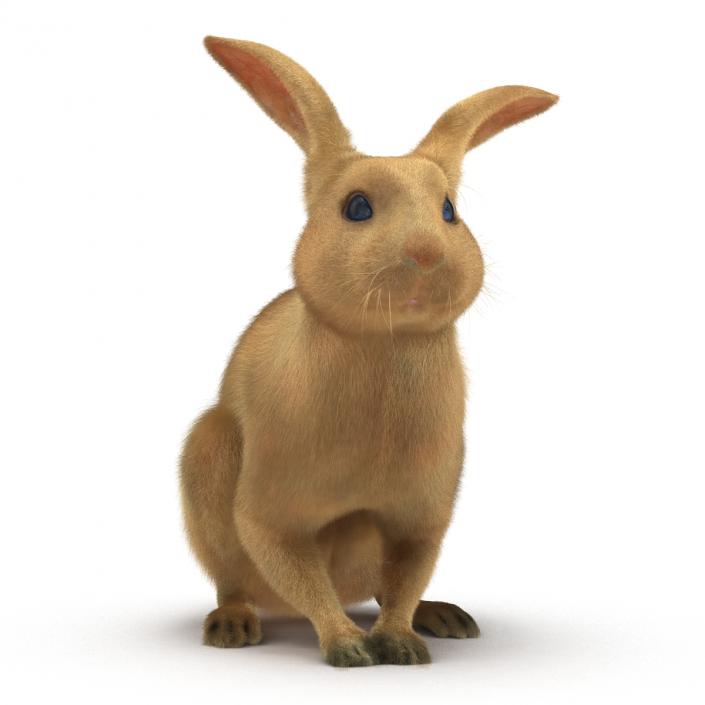 3D Rabbit Pose 3 model