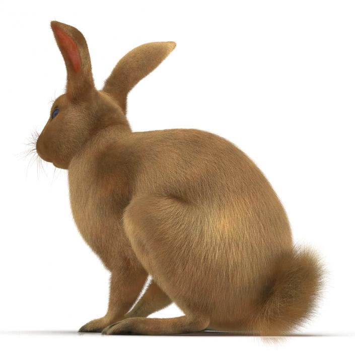 3D Rabbit Pose 3 model