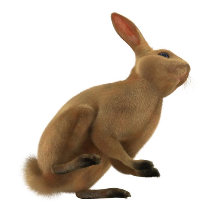 3D Rabbit Pose 3 model