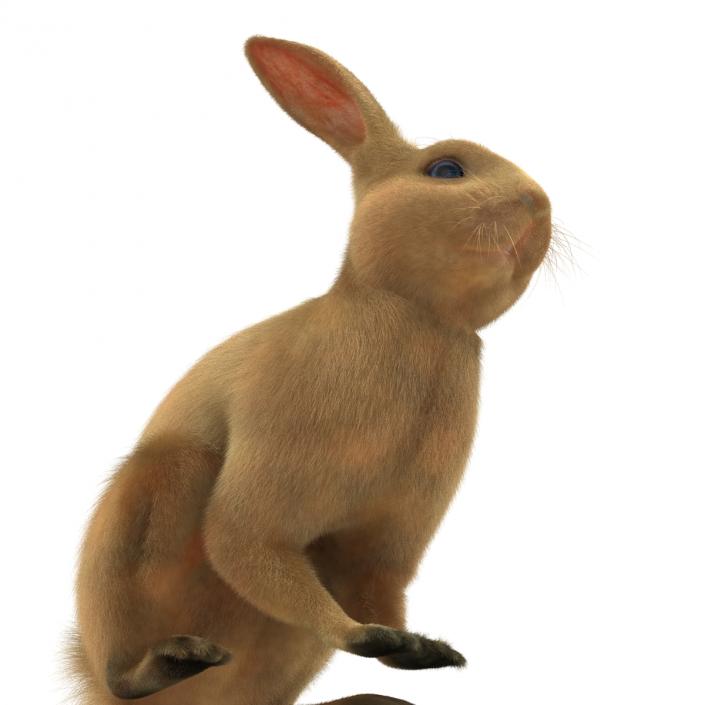 3D Rabbit Pose 3 model