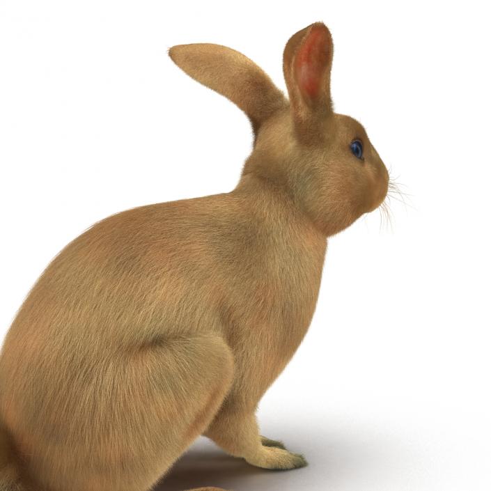 3D Rabbit Pose 3 model