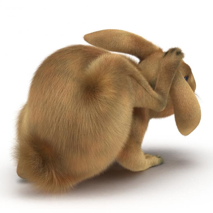 3D Rabbit Pose 4 model