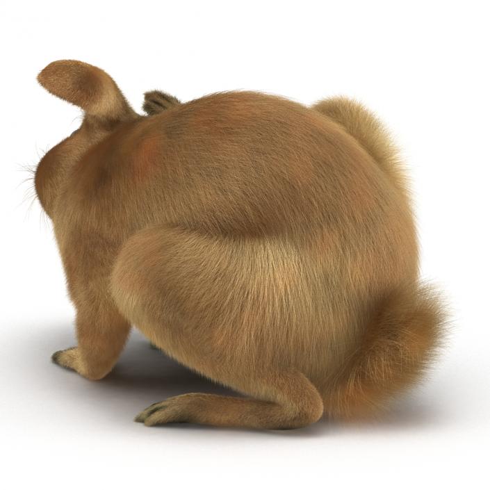 3D Rabbit Pose 4 model