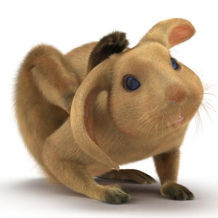 3D Rabbit Pose 4 model