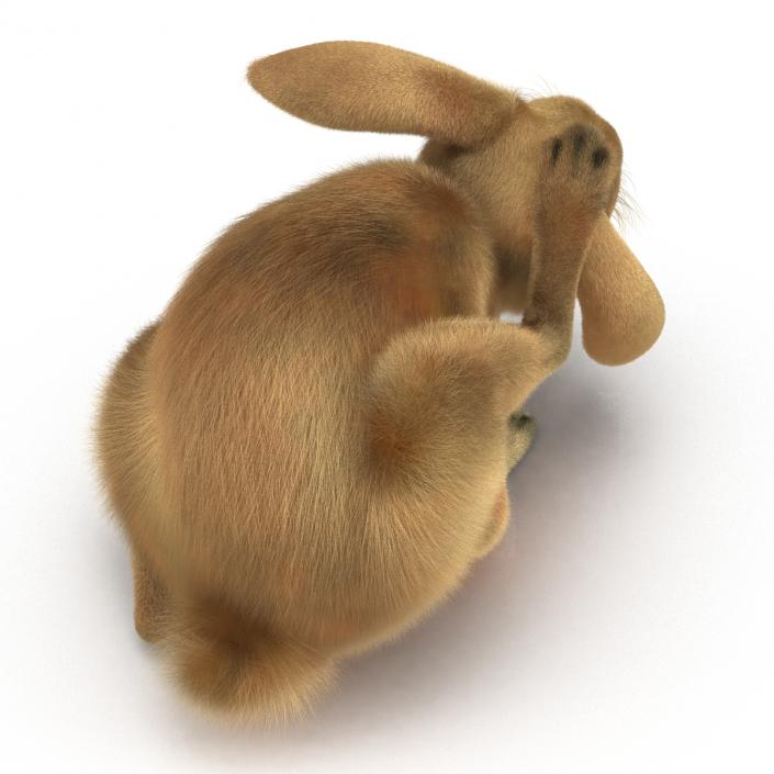 3D Rabbit Pose 4 model