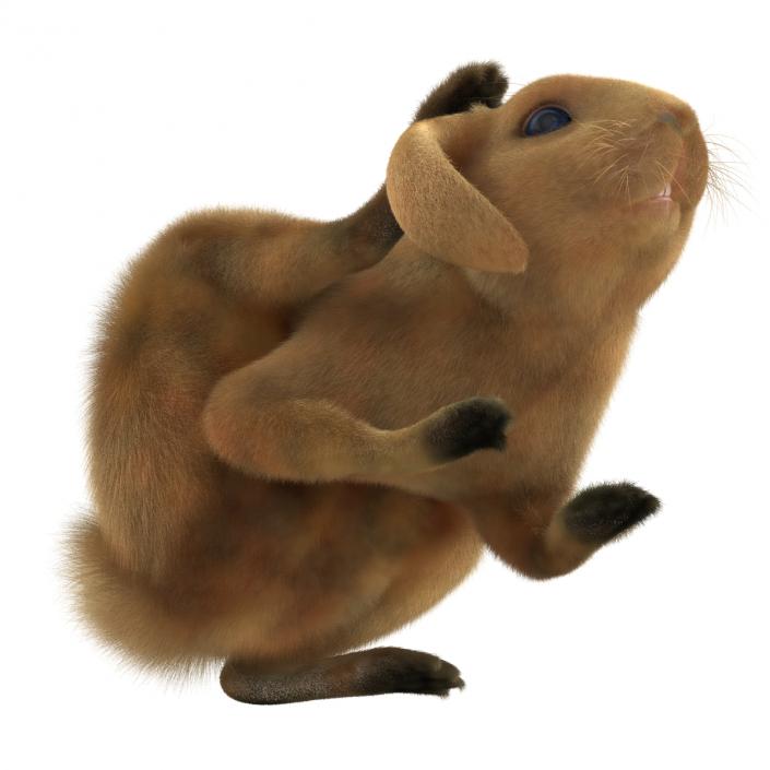 3D Rabbit Pose 4 model