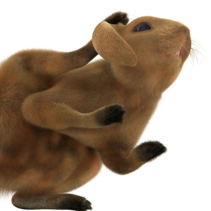 3D Rabbit Pose 4 model