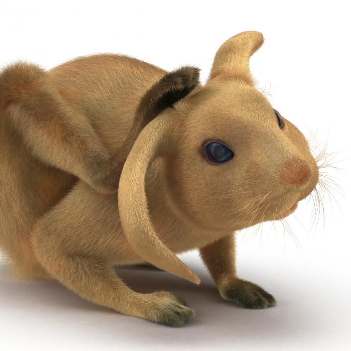 3D Rabbit Pose 4 model