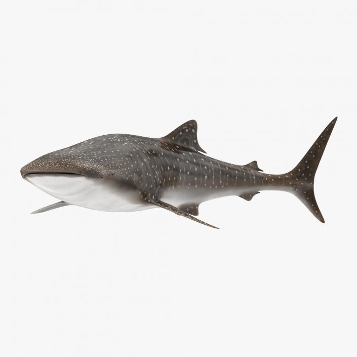 3D Whale Shark Pose 2 model