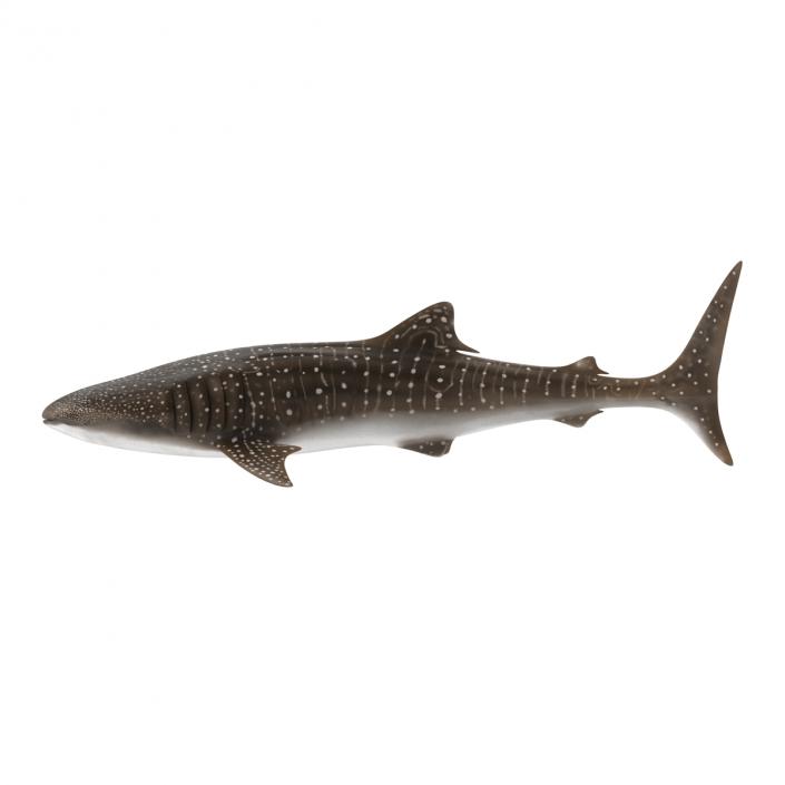 3D Whale Shark Pose 2 model