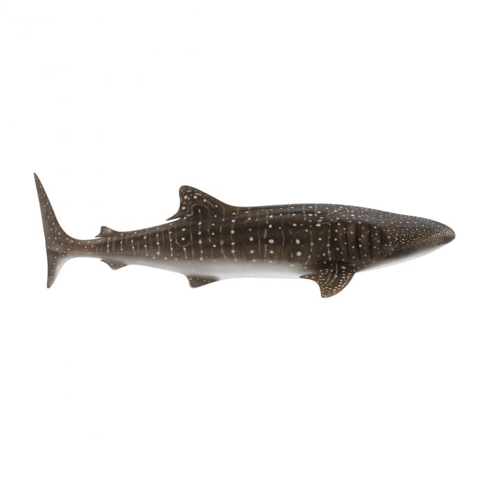 3D Whale Shark Pose 2 model