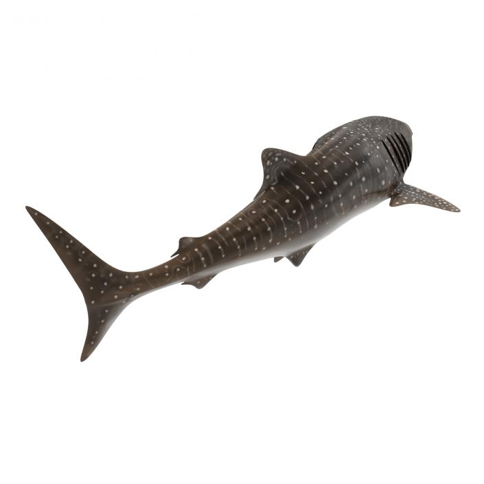 3D Whale Shark Pose 2 model