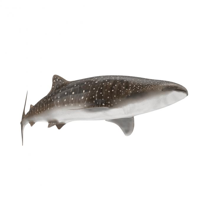 3D Whale Shark Pose 2 model