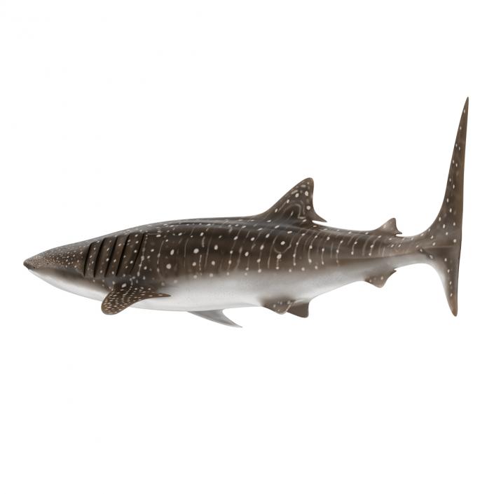 3D Whale Shark Pose 2 model