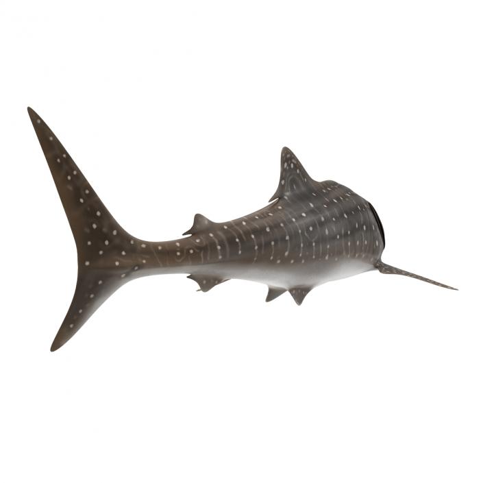 3D Whale Shark Pose 2 model