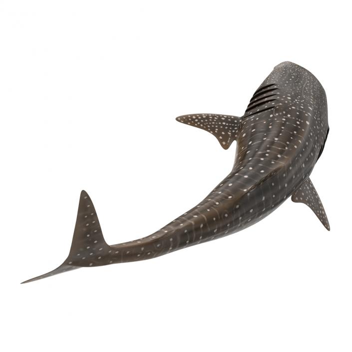 3D Whale Shark Pose 2 model