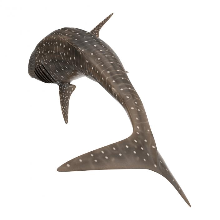 3D Whale Shark Pose 2 model